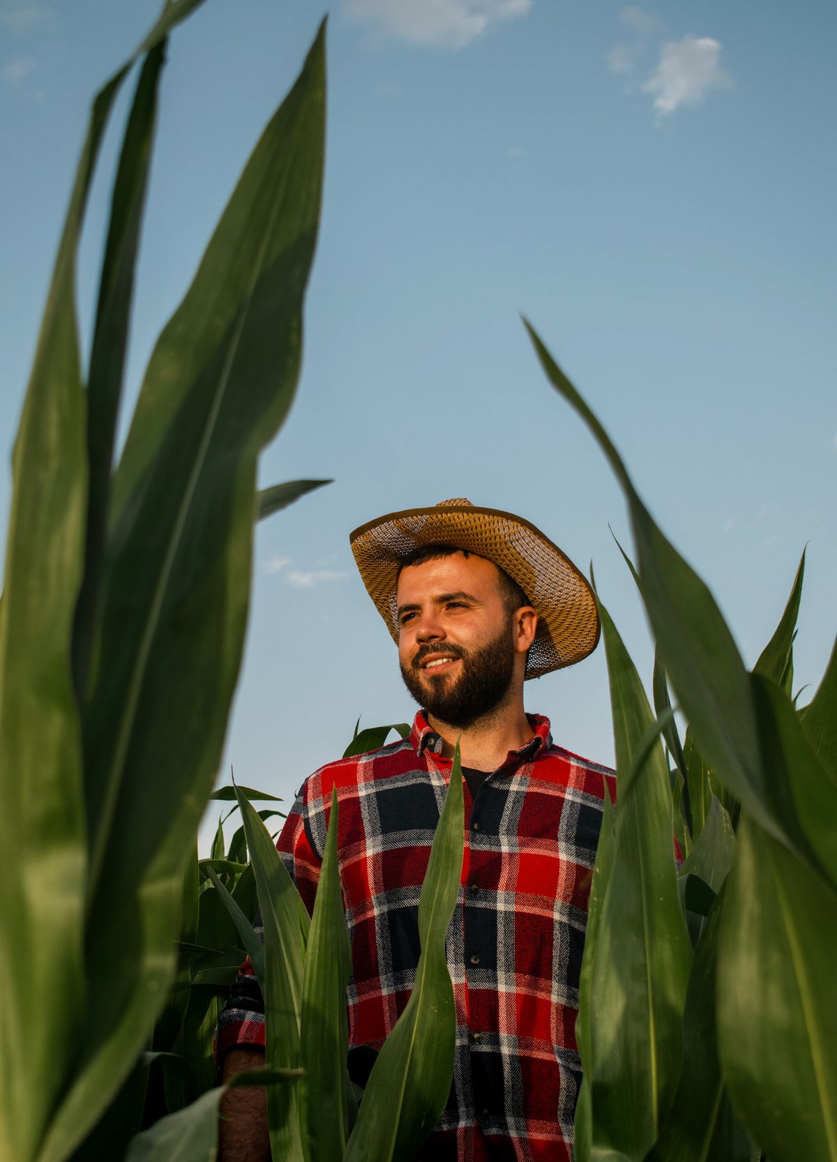 A farmer in a plaid shirt and straw hat standing among tall green corn stalks under a blue sky