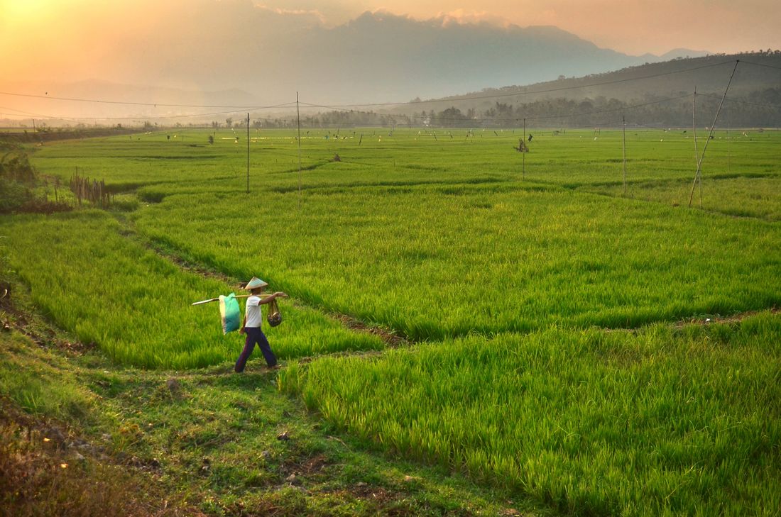A worker carrying a load across bright green rice fields at sunrise with hills behind