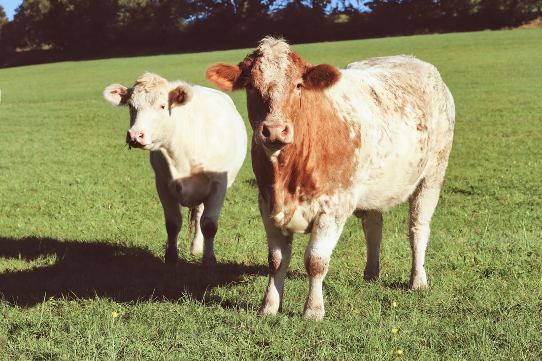 Two cows standing on green pasture in sunshine