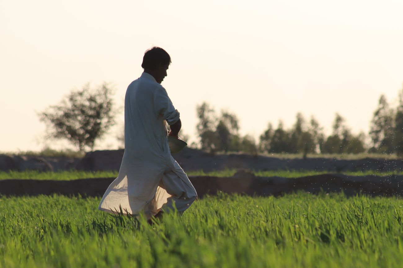 A farmer in a long white robe walking across a green field in warm evening light