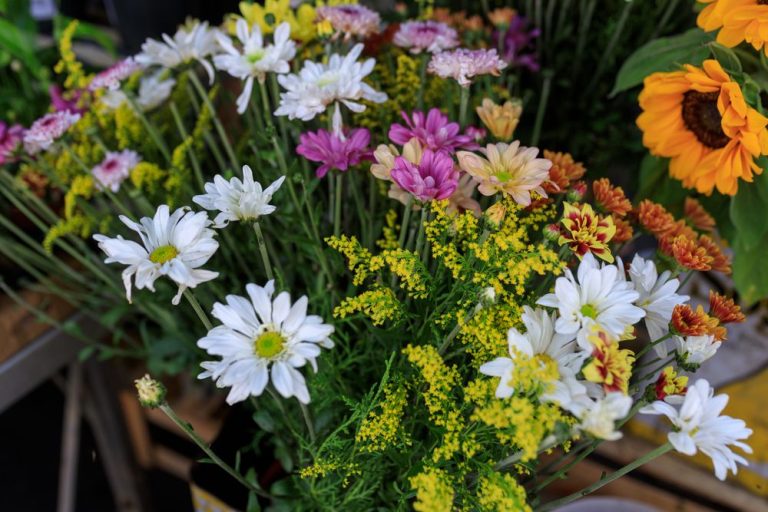 Daisies and other summer wildflowers in bloom