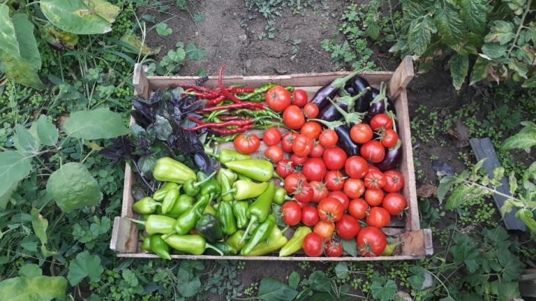 A crate of freshly picked peppers, tomatoes and aubergines on the ground