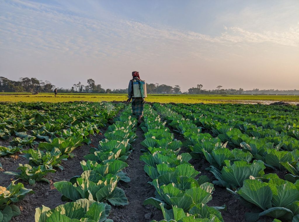 A farmer walking between rows of vegetables at sunset