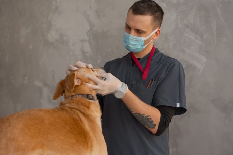 A vet gently examining a golden dog