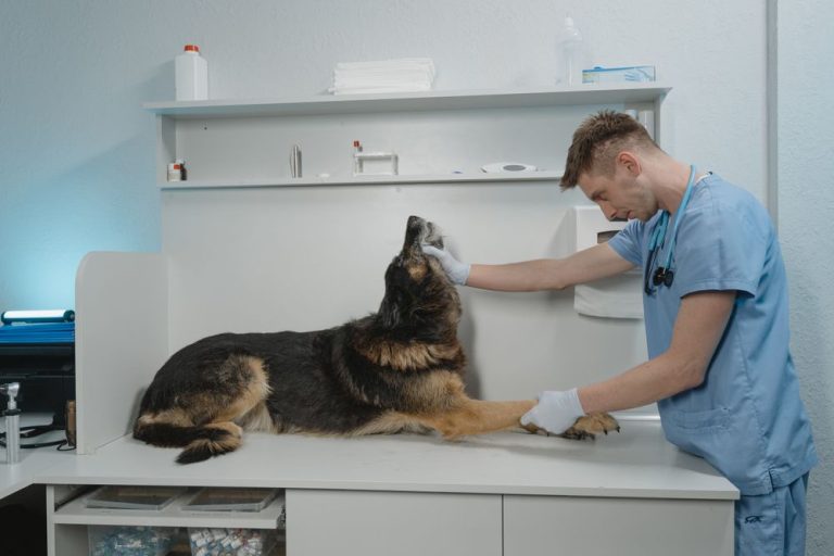 A vet examining a dog on a table in a bright clinic