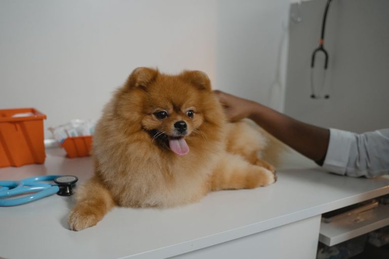 A fluffy Pomeranian dog on a vet's examination table