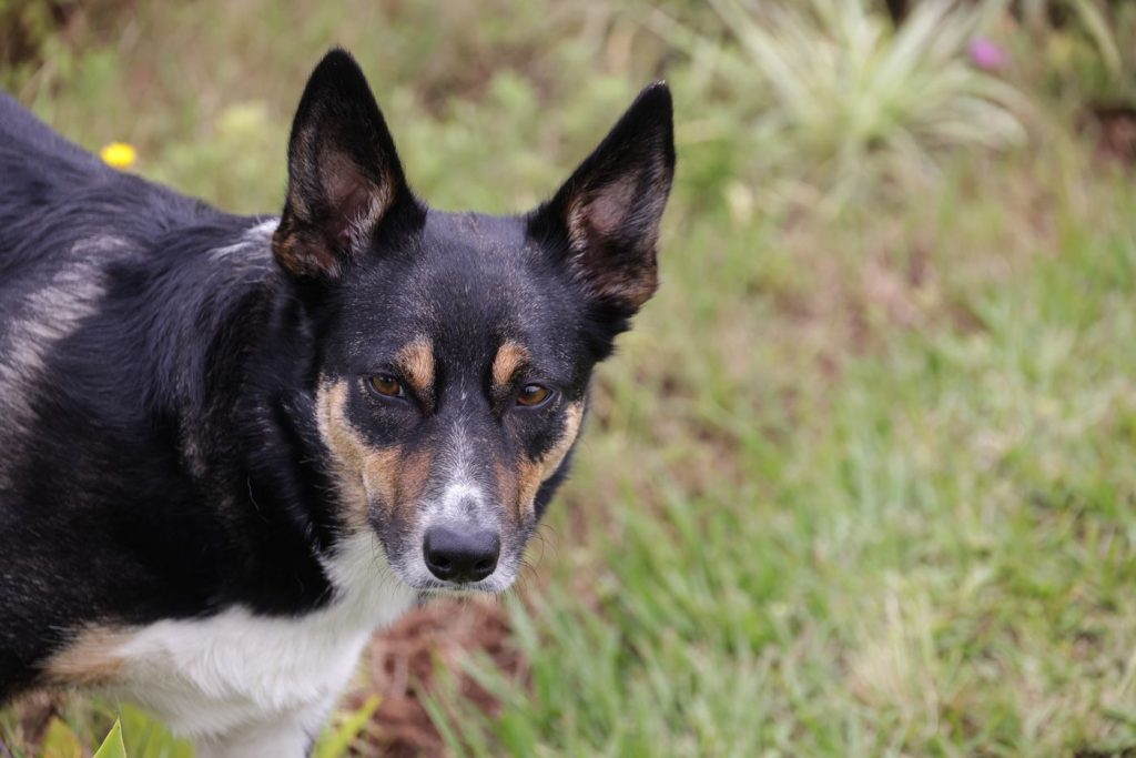 A black and tan dog with alert ears looking at the camera outdoors