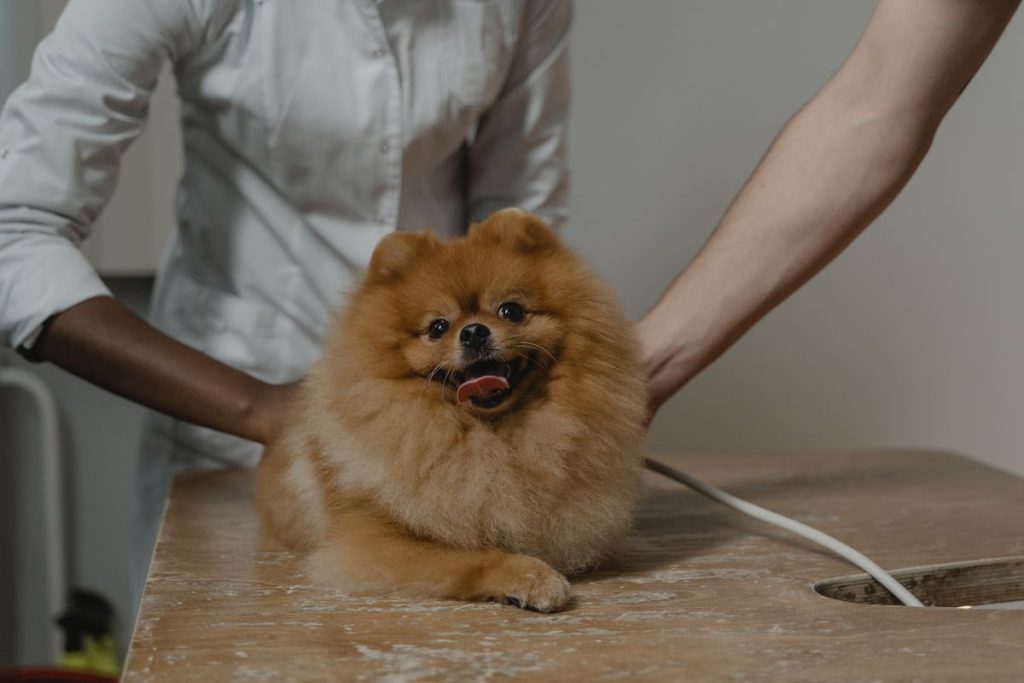 A Pomeranian being held steady on an examination table by a vet