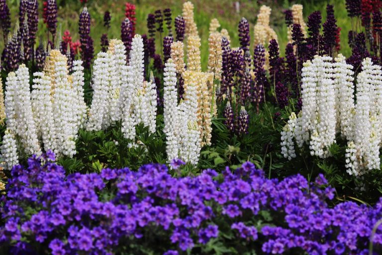 A border of white lupins and purple flowers