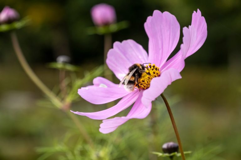A bee on a pink cosmos flower