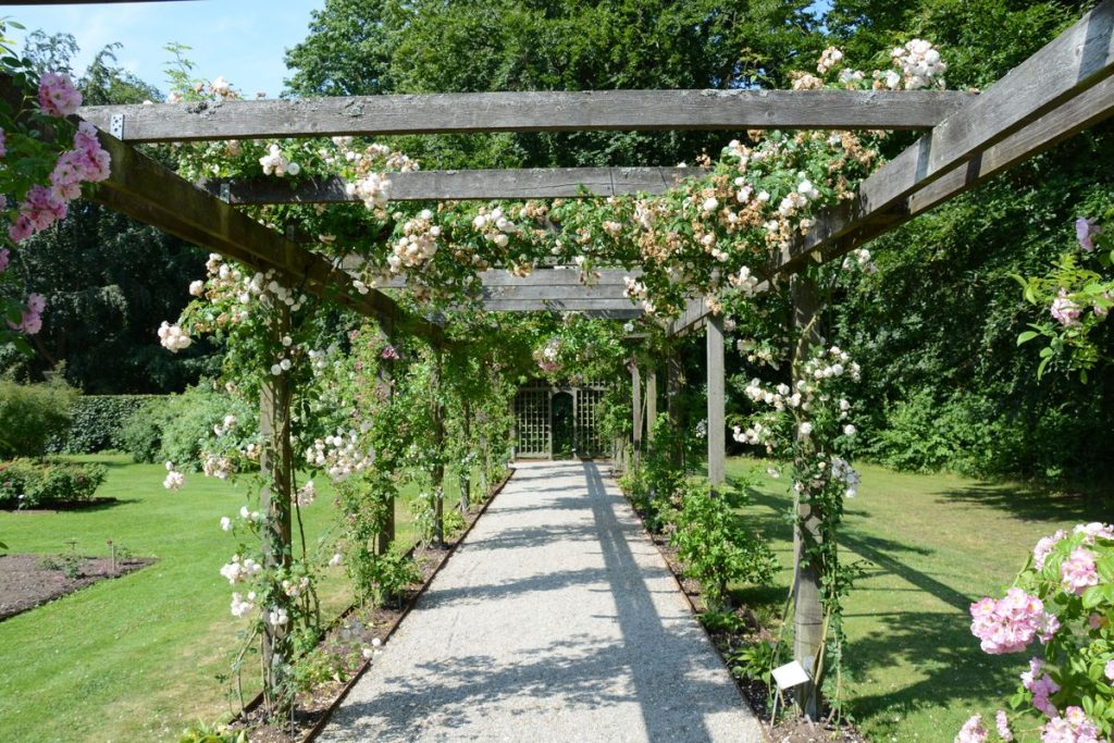 A gravel path beneath a wooden pergola covered in climbing roses