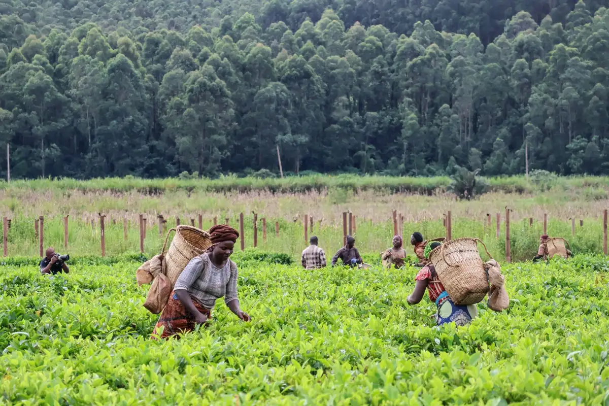 Women in coloured headscarves pick tea leaves in a wide green field