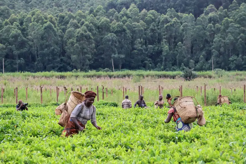 Women pick tea leaves in a wide green field beneath a line of tall trees