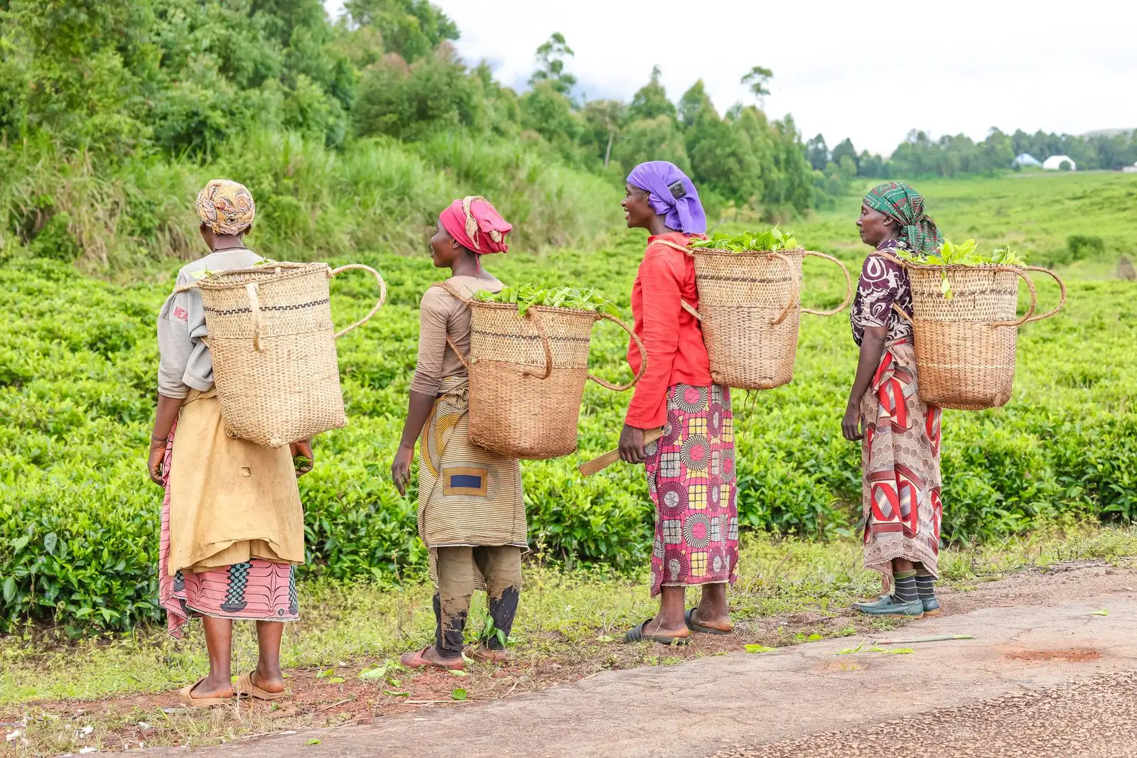 Women in bright dresses stand in a row on a track through a green tea field, each carrying a woven basket on their back