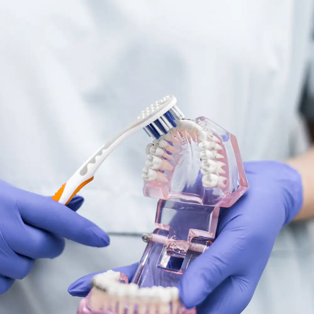 Gloved hands hold a model of teeth while a toothbrush is angled against the gum line