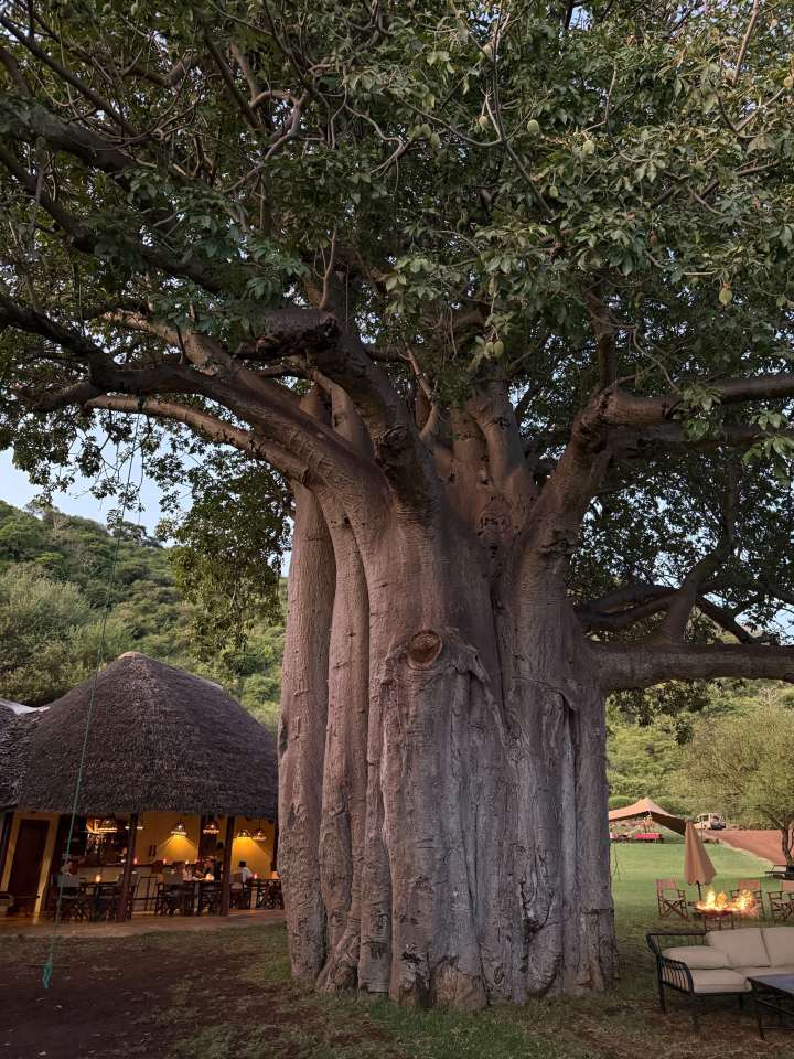 A thatched lodge beneath a very large baobab tree