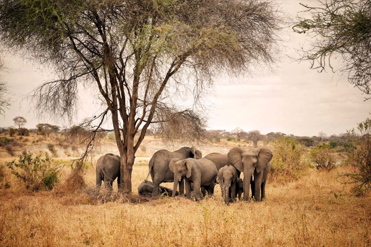 A family of elephants resting in the shade of an acacia tree