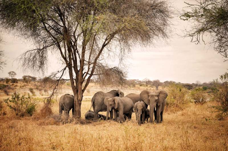 A family of elephants resting in the shade of an acacia tree