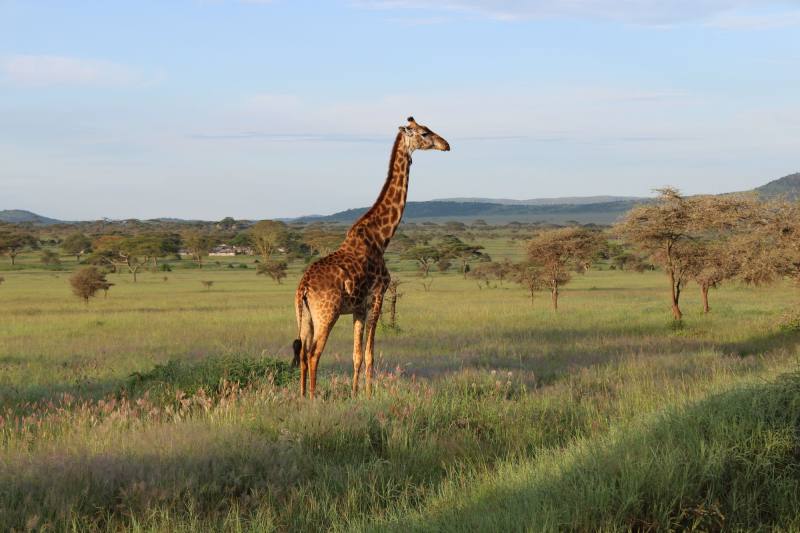 A single giraffe standing in green grassland under a wide sky