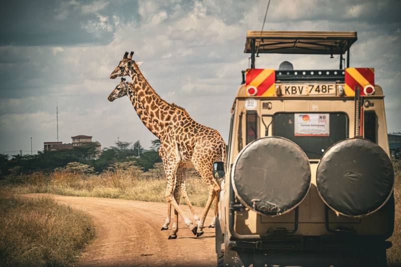 Two giraffes crossing a dirt road in front of a parked safari vehicle