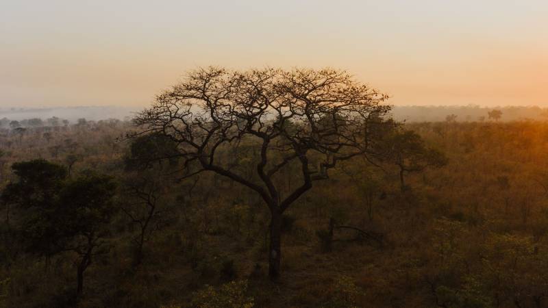 Dawn mist over open bushland with a single flat-topped acacia tree
