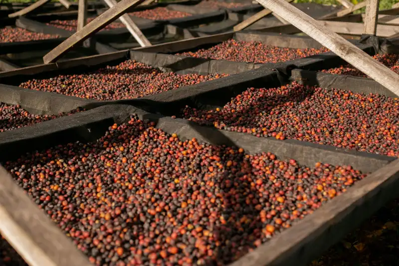 Red coffee cherries spread to dry on a raised wooden rack