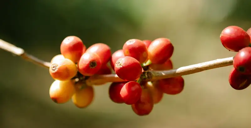 A branch of ripe red and yellow coffee cherries