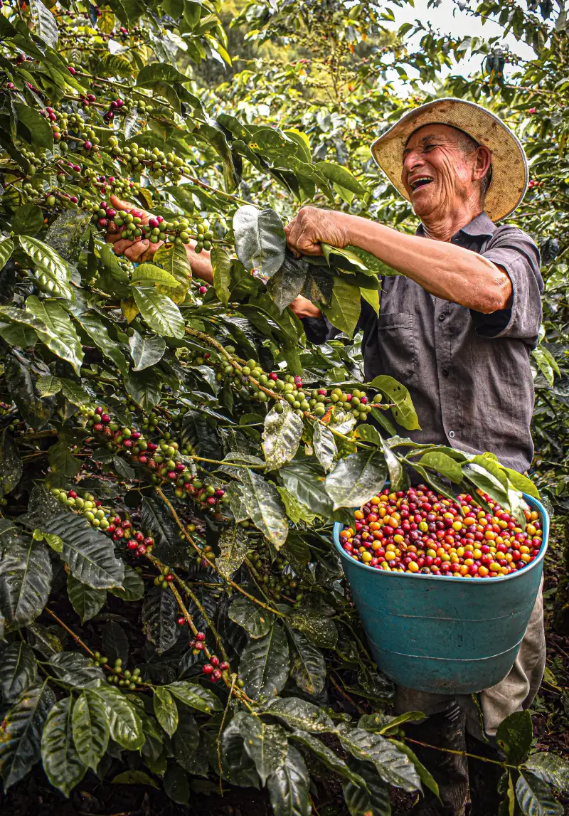 A smiling picker in a straw hat holding a branch of coffee cherries above a bucket of red and yellow fruit