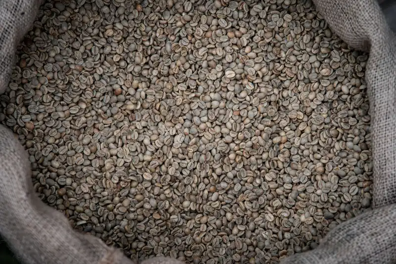 Green coffee beans heaped in a burlap sack