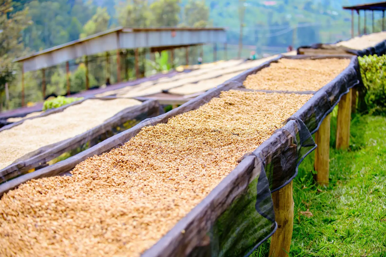 Coffee drying on raised tables in a hillside village