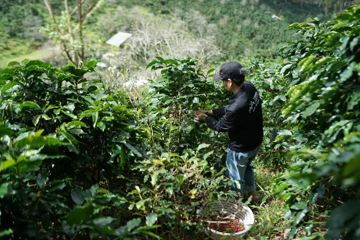 A picker harvesting coffee on a steep green hillside, with a basket at his feet