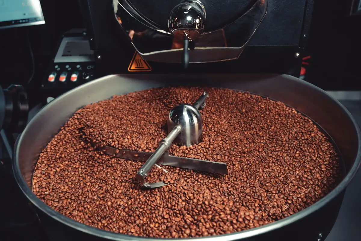 Coffee beans in the cooling tray of a roasting machine
