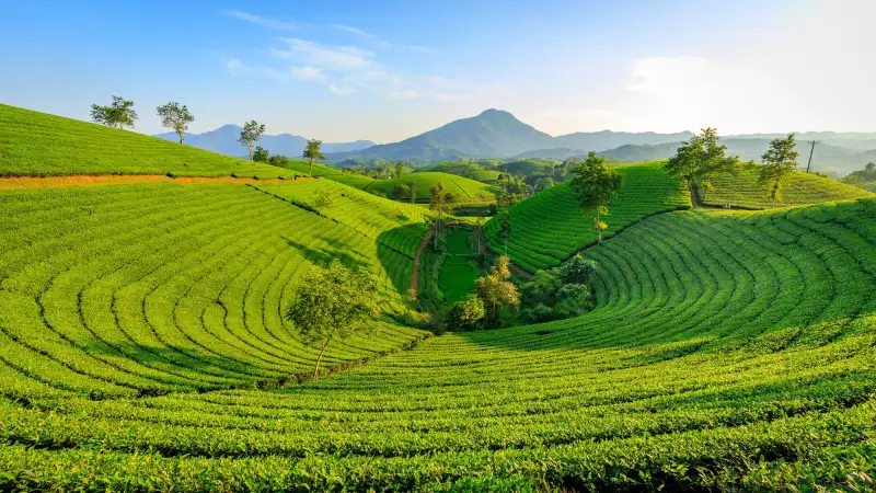 Rows of tea bushes on a hillside terrace