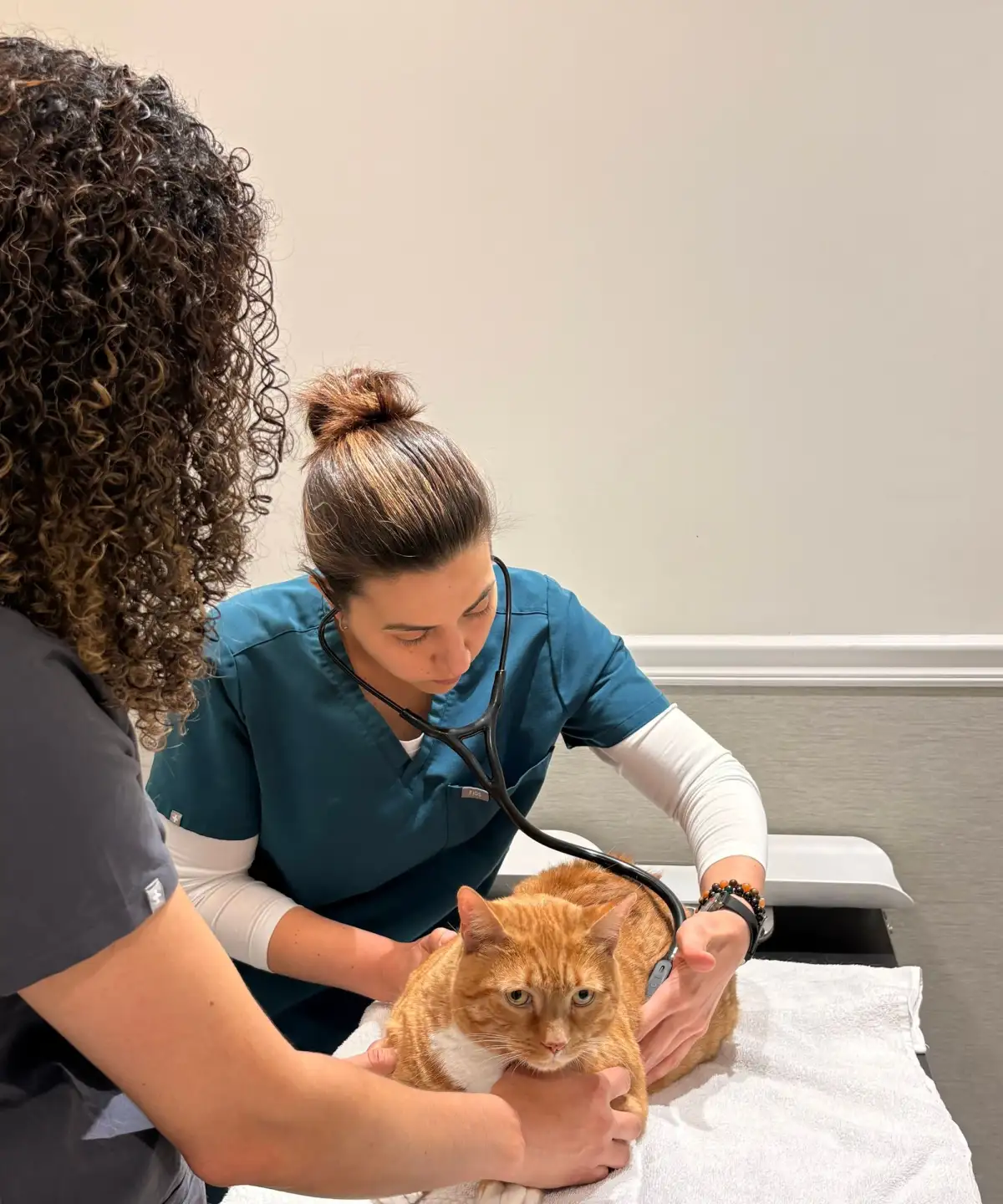 Two vets in scrubs examine an orange cat on a towel-covered table, one listening to its chest with a stethoscope