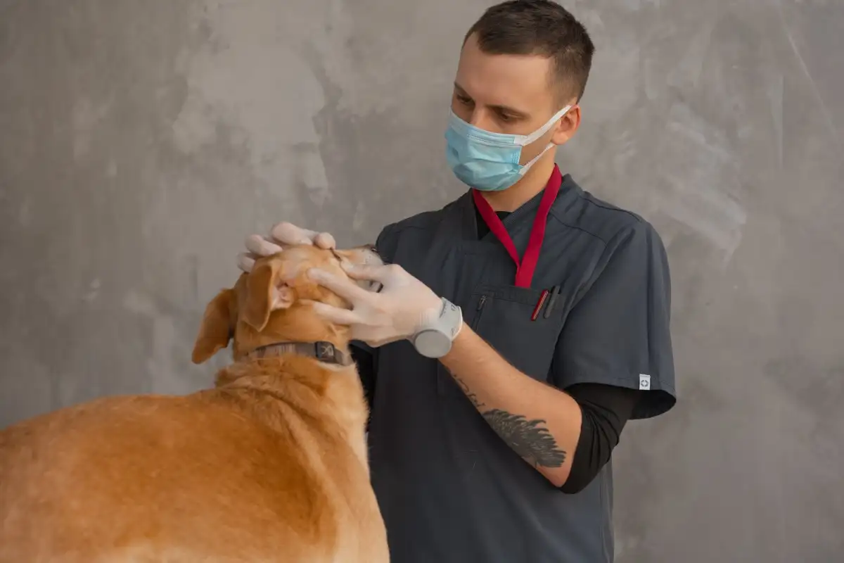 A vet in a face mask gently holds a golden dog's head to examine its eyes