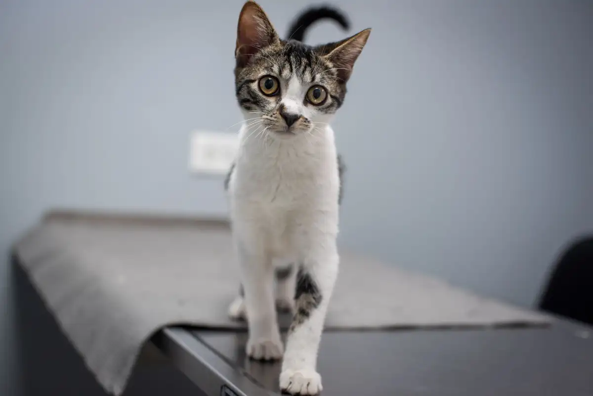 A grey and white kitten with wide amber eyes stands on a veterinary examination table