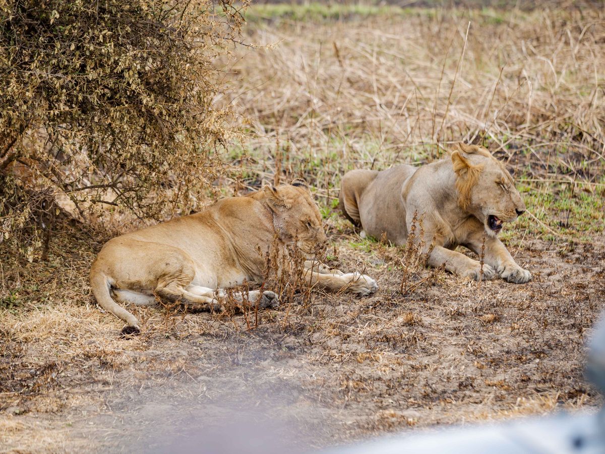 Lions resting in Ngorongoro Crater