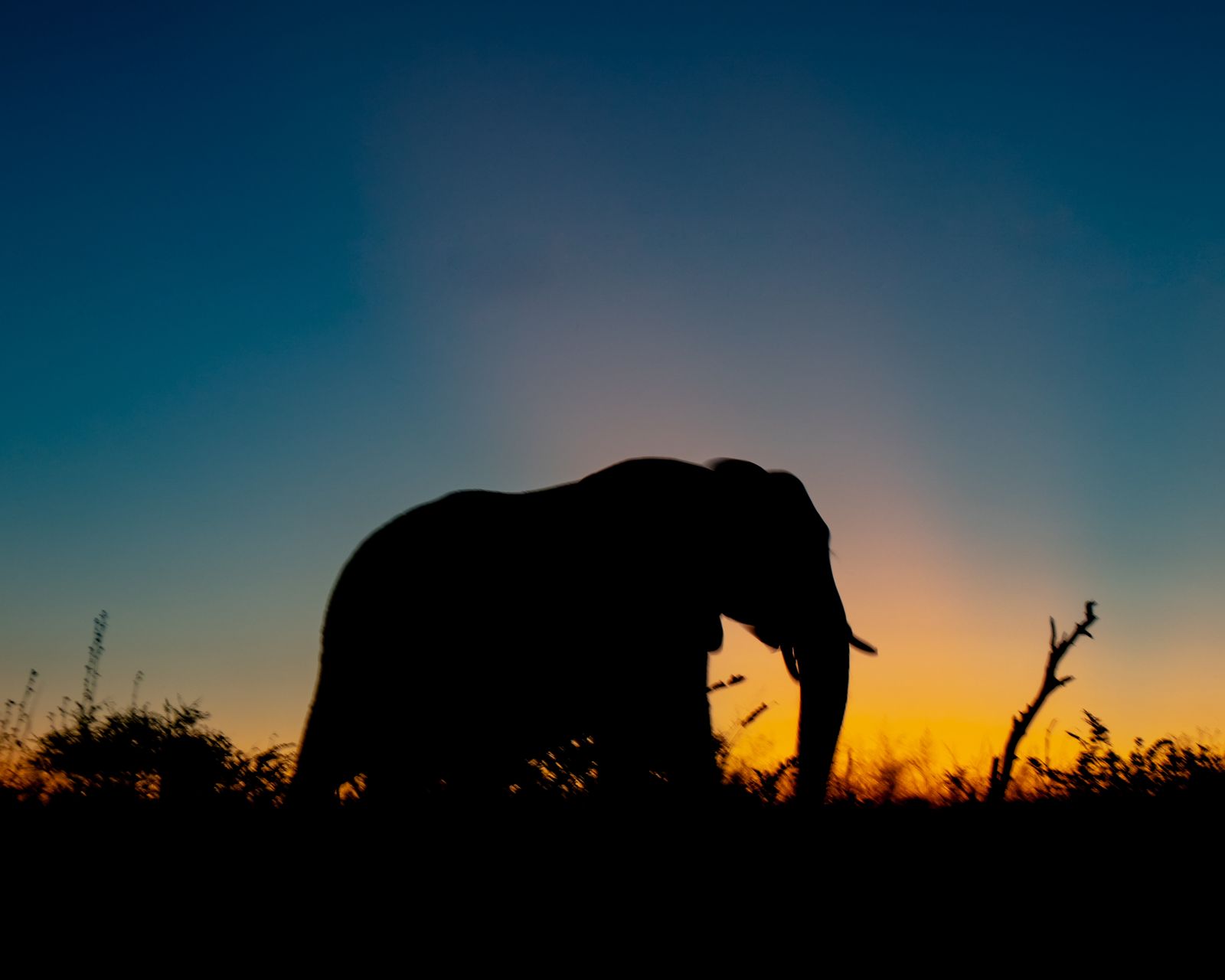 Elephant silhouette at golden hour on the Serengeti